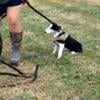 Border Collie Puppies