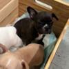 French bulldog puppies 6 weeks old