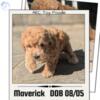 TOY POODLE MALE (08/05)