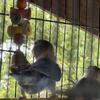 Breading love bird pair