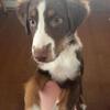 Australian shepherd