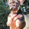 Calla  AKC Female French Bulldog