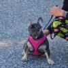 Elsa French bulldog for sale