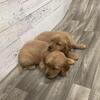Akc Golden retriever