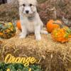 Great Pyrenees puppies 