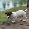Adorable Jack Russell Terrier Puppy – Ready for Her Forever Home! 🐶💕