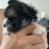 Adorable and Loved Morkies Available