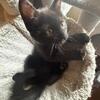 Siamese Maine Coon mix
