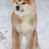 JAPANESE AKITA-INU MALE WITH FCI-DOCUMENTS