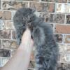 **SOLD** Silver Tabby Male CFA Registered 