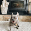 Fluffy carrier French bulldog puppies