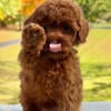 10 week old Toy Poodle Puppy