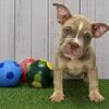 American Bully