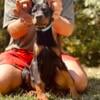 Female European Doberman Puppy - Teal Collar