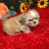 SOLD Sweet Shih Tzu male AKC Wickett Friendly