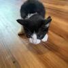 Free Kittens