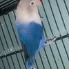 Lovebirds For Sale Proven Pairs & Singles