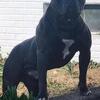 Nkc American bulldog stud service