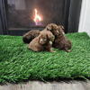 6 weeks old Froodles