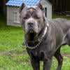 Cane Corso puppies for sale