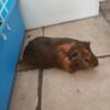 1 of 2 Guinea pigs for sale