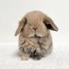 Holland Lop Bunnies