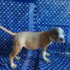 American bully tri-color for sale