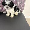 Adorable Chi-Shon x Cavapoo Puppies Ready for Their Forever Homes