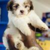 Shihpoo Puppies Shih tzu