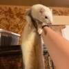 Four ferrets