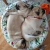 Pug Puppies AKC