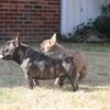 Adult female French bulldog 