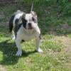 Female Exotic Micro Bully