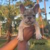 Female Blue Merle French Bulldog