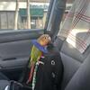 1.5 Year Old Perfect Conure