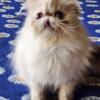 Himalayan kitten female Torie point color