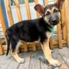 German Shepherd Puppy Male *Reduced*