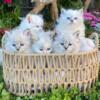 Neva Masquerade Siberian TICA registered kittens