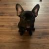 5 month old male Frenchie 