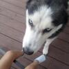 Siberian husky need of good home