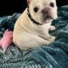 FS 3 y/o French Bulldog