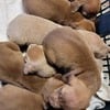 DOBERMAN PUPPIES AVAILABLE FOR SALE