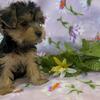 Parti Yorkies are here!
