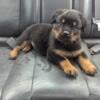 Akc rottweiler puppies 