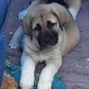 WE HAVE KANGALS!