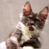 Maine Coon Kitten White Paws