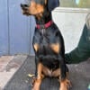 European Doberman Puppy 