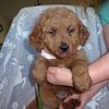 Goldendoodle mini F1B