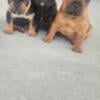 French Bulldog puppies for sale