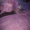 Shih Tzu/ Yorkie girl puppy